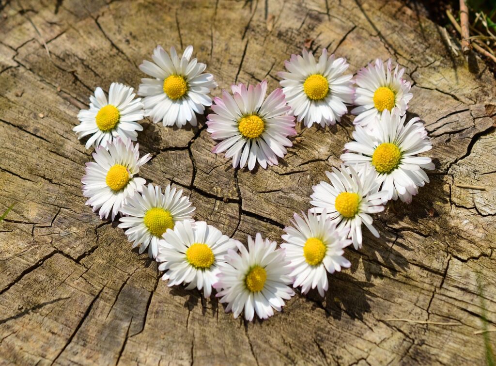 daisies, heart, flowers-712892.jpg